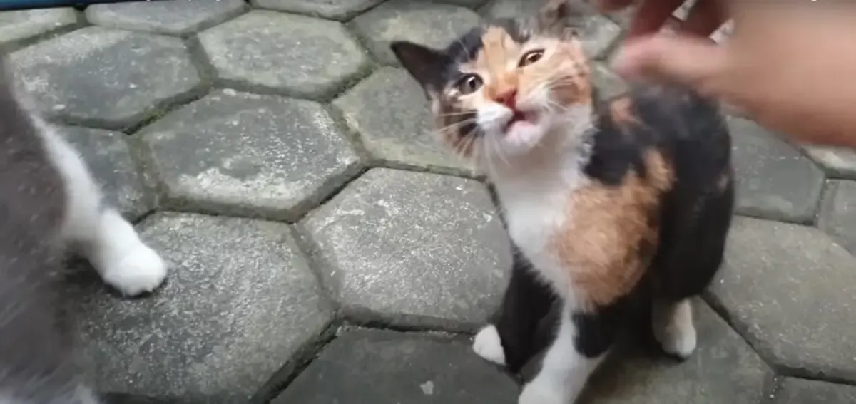 Cara Jitu Bikin Gemuk Kucing Kampung, Ternyata Nggak Ribet, Auto Bikin Kucing Kampung Jadi Menggemaskan(Sumber : Tangkap Layar Youtube Kucing Cemara)