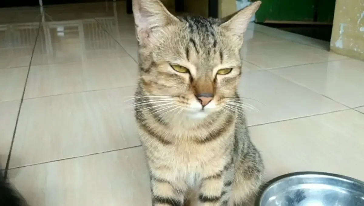 Kucing Kampung (Sumber : Tangkap Layar Youtube Suka Kucing)