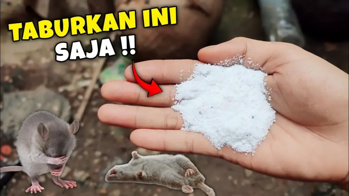 Ternyata Nggak Sulit, Begini Cara Usir Tikus dari Rumah, Pakai Ramuan yang Bahannya Mudah Didapat (Sumber : Tangkap Layar  Youtube)