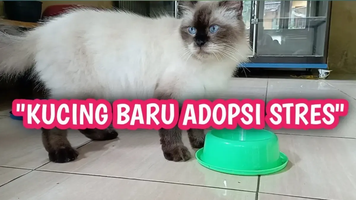 Cara Mengatasi Kucing Baru Adopsi yang Penakut dan Stress, Agar Kucing Gampang Beradaptasi dengan Lingkungan Baru (Sumber : Tangkap Layar Youtube Suka Kucing)