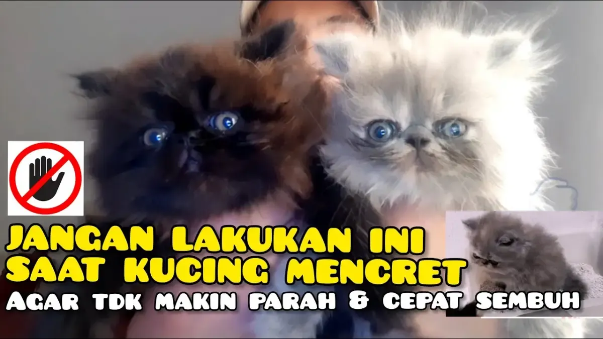 Jangan Lakukan Hal Ini Ketika Kucing sedang Diare atau Mencret, Bisa Fatal Akibatnya Kalau Kamu Lakukan! (Sumber : Tangkap Layar Youtube DhyonLee)