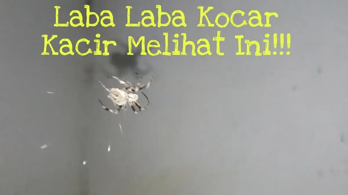 Cukup Seprotkan Cairan ini, Laba-Laba di Rumah Bakal Kabur dan Kocar-Kacir. Gak Bakal Berani Balik Lagi, Tips Mengusir Laba-Laba (Sumber : YouTube/bugis tanete)