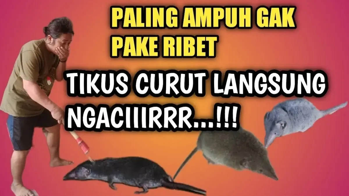 Cara Mengusir Tikus Curut Paling Ampuh. Cuma Pakai Bahan Sederhana, Dijamin Tikus Curut Gak Balik Lagi dan Rumah Aman dari Tikus Curut (Sumber : YouTube/NURUT ATI)