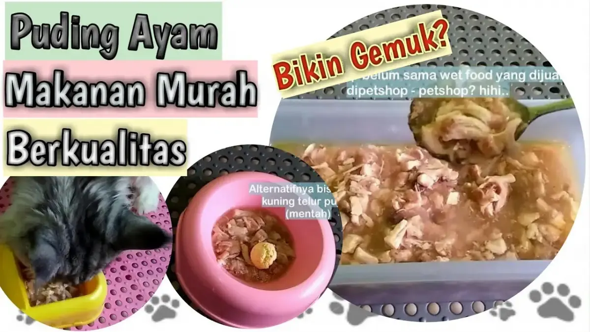 Cara Gampang Membuat Wet Food Kucing, Bahan-bahannya Mudah Didapat dan Murah, Nggak Bikin Kantong Jebol (Sumber : Tangkap Layar Youtube Inspirasi Pecinta Kucing)