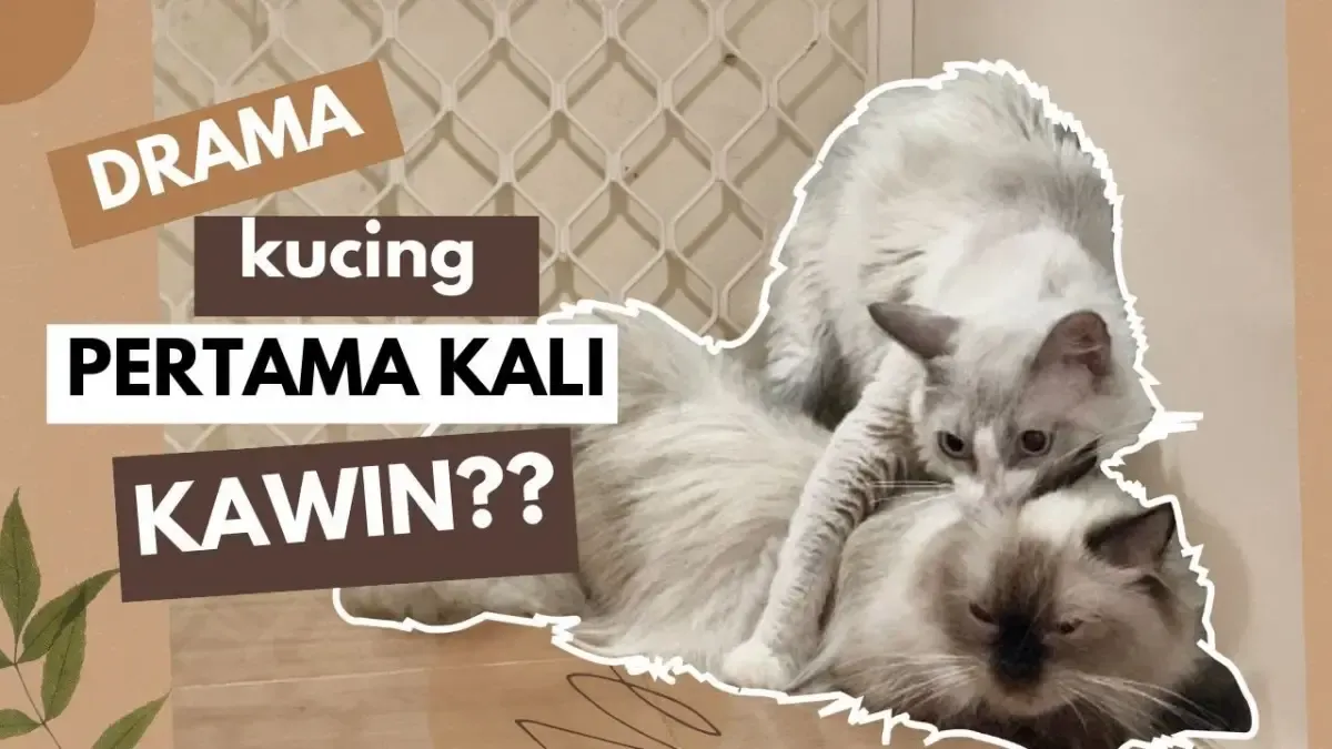 Cara Mengawinkan Kucing yang Belum Pernah Kawin, Kamu Harus Lakukan Tahapannya dengan Benar Seperti ini, Supaya Aman-aman saja (Sumber : Tangkap Layar Youtube Kucing Pelangi Jogja)