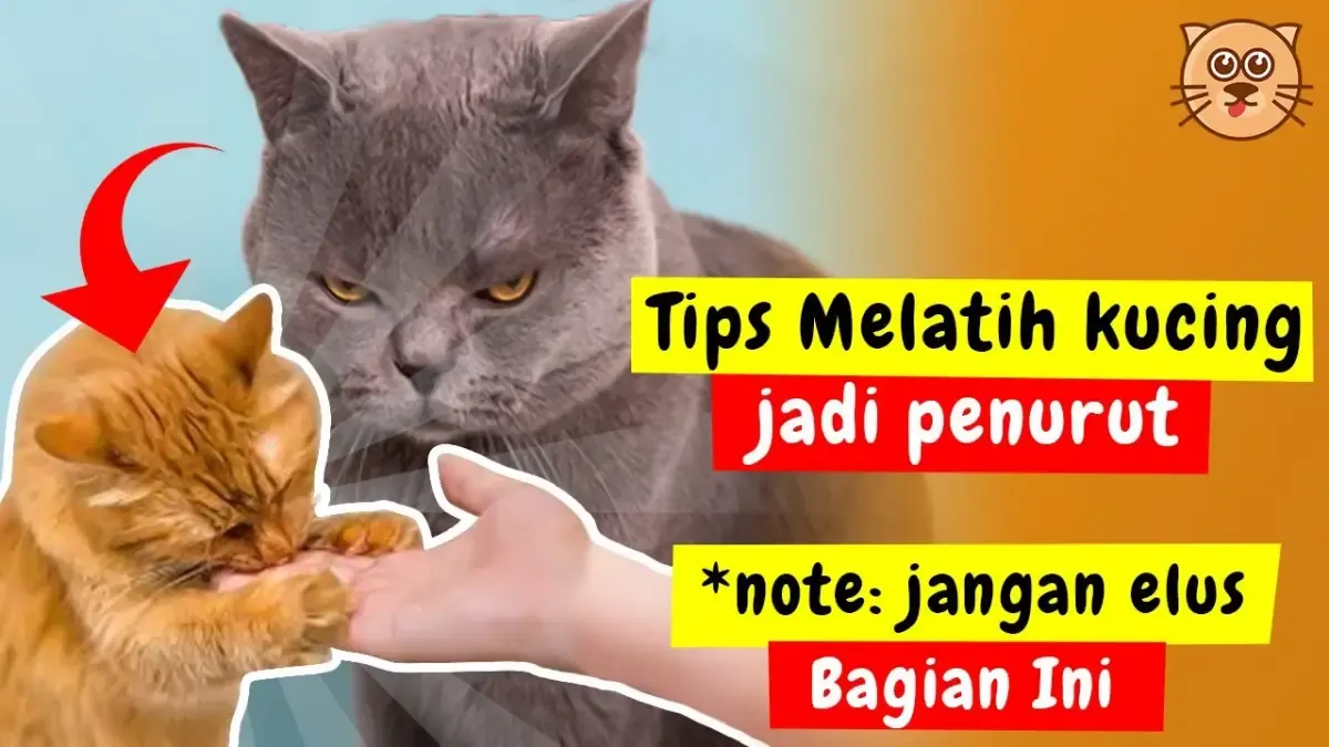 Cara Menjinakkan Kucing jadi Penurut, Jangan Elus Bagian ini, Auto Anabul Jadi Patuh dan Nggak Nyebelin! (Sumber : Tangkap Layar Youtube puspusmiaw)