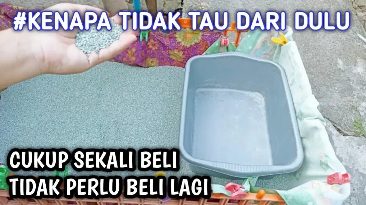 Pasir Kucing Bikin Puyeng Kepala? Pakai Cara Menghemat Pasir Kucing ini, Biar Nggak Perlu Sering Beli, Auto Kantong Aman dan Nyaman (Sumber : Tangkap Layar Youtube  Sahabat Meongers)