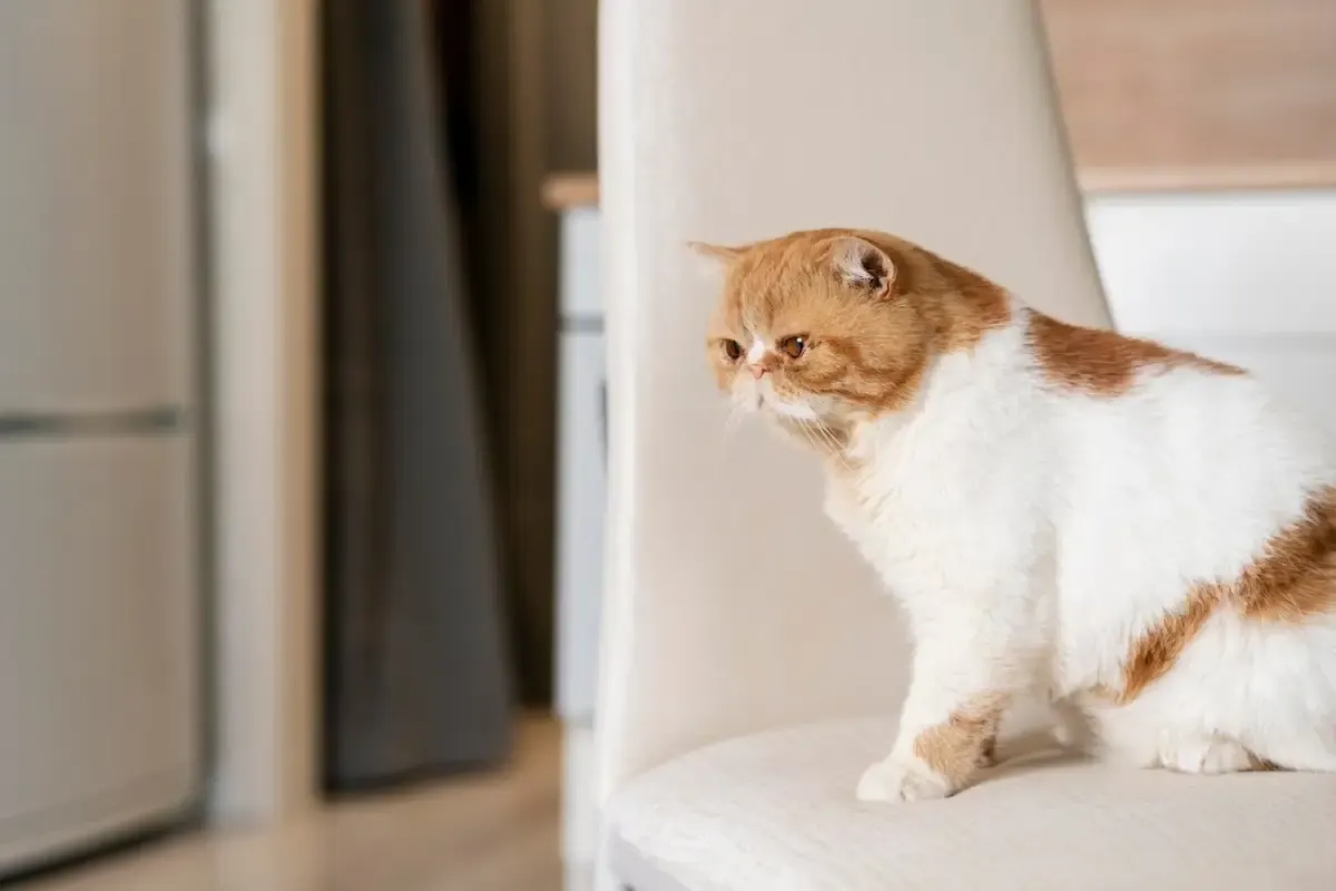 Ternyata Gampang! Cara Melatih Kucing Pup di Toilet Kamar Mandi, Kenapa Nggak Tahu Dari Dulu Yak! (Sumber : Tangkap Layar Youtube Sahabat Meongers)