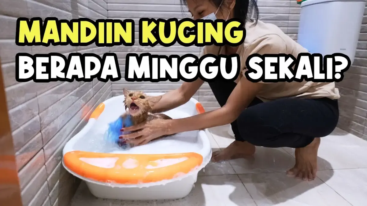 Berapa Kali Kucing Harus Dimandikan? Ternyata Seperti Ini Jawabannya, Wajib Paham Supaya Nggak Salah Urus Kucing Kamu (Sumber : Tangkap Layar Youtube Agege Saputra)