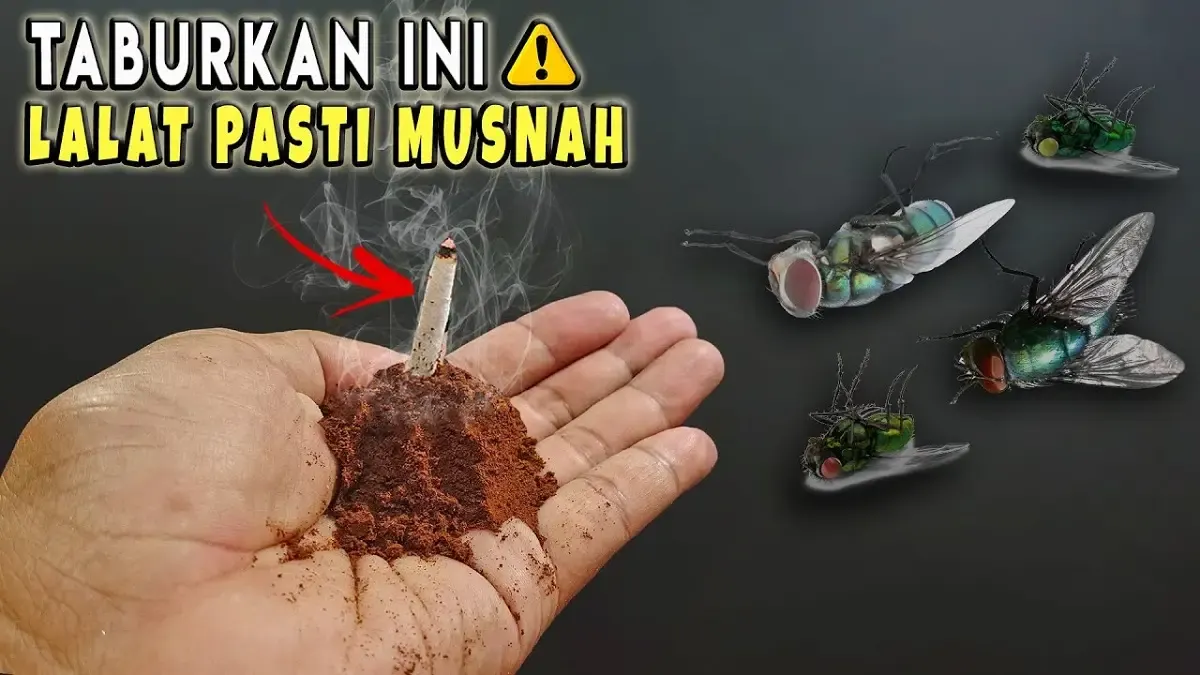 Cara Mengusir Lalat di Siang Hari. Cukup Taburkan ini, Dijamin Lalat Bakal Kabur dan Gak Mau Balik Lagi. Bahan Sederhana Mudah Didapat (Sumber : YouTube/Maju Kreatif)