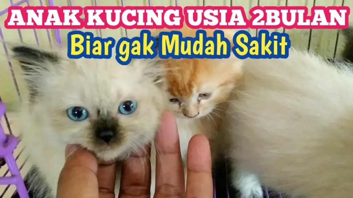 Ternyata Seperti Ini Cara Merawat Anak Kucing Usia 2 Bulan, Cukup Mudah dan Pastikan Kamu Perhatikan Poin 4, Biar Nggak Gampang Sakit (Sumber : Tangkap Layar Youtube Suka Kucing)