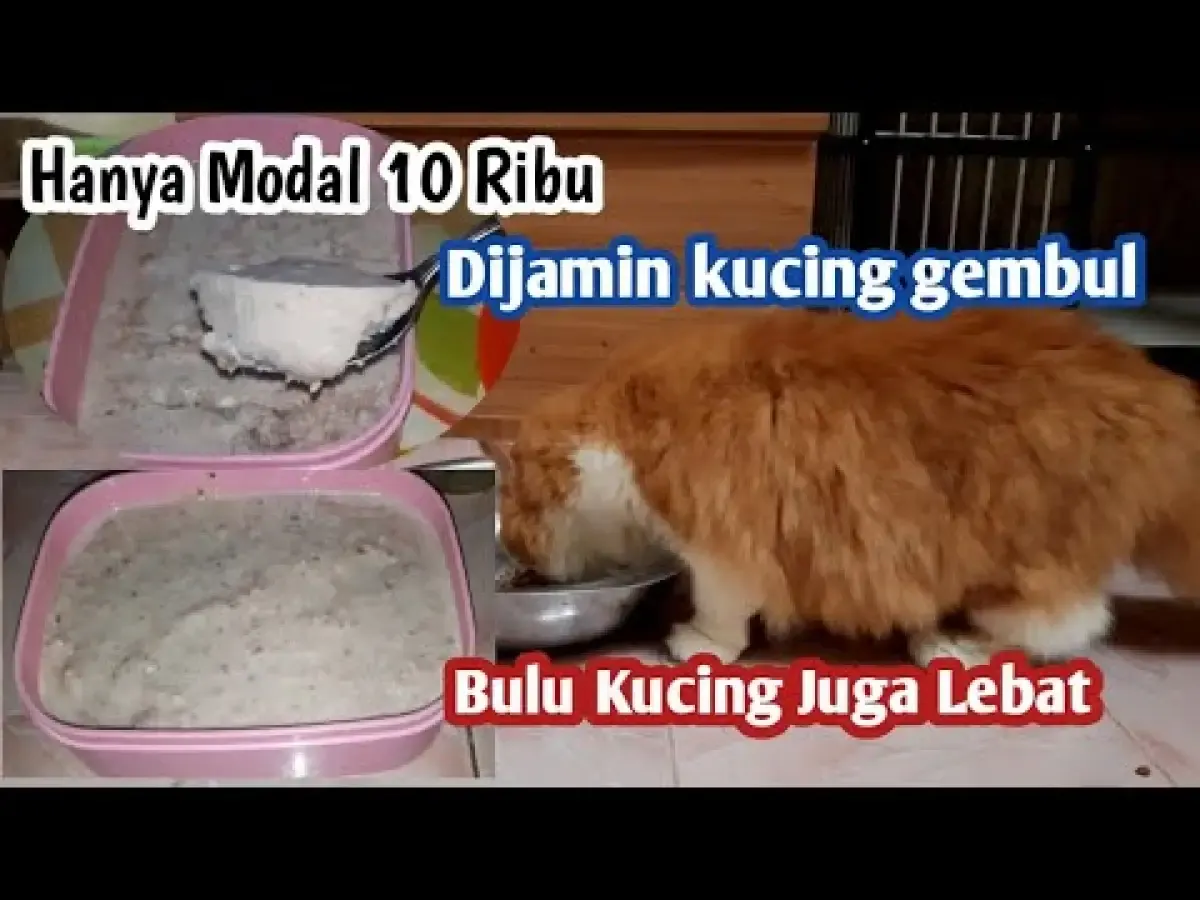 Cara Membuat Makanan Kucing agar Cepat Gemuk dan Bulunya Tebal, Cukup Pakai Bahan-bahan Ini Saja, Kantong Tetep Aman (Sumber : Tangkap Layar Youtube MiDon Cat)