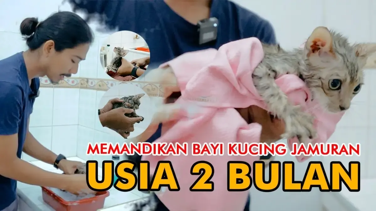 Begini Cara Memandikan Bayi Kucing Jamuran yang Benar, Poin Nomor 3 Harus Kamu Perhatikan Baik-baik, Jangan Sampai Bikin Bayi Kucing Sakit (Sumber : Tangkap Layar Youtube O Pet LOVE CAT)