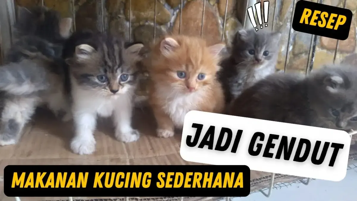 Pengen Anabul Gemuk dan Sehat ? Berikut Cara Membuat Makanan Kucing yang Murah dan Sehat, Cukup Pakai Dua Bahan ini (Sumber : Tangkap Layar Youtube  Bu Dewi Channel Activity)