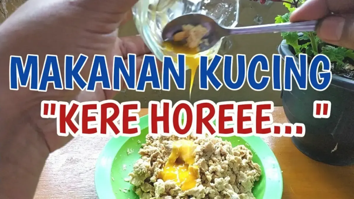 Modal Nggak Lebih dari Rp 10 Ribu, Kamu Bisa Buat Makanan Kucing yang Sehat dan Bergizi, Auto Anabul Gemuk dan Bahagia (Sumber : Tangkap Layar Youtube Suka Kucing)