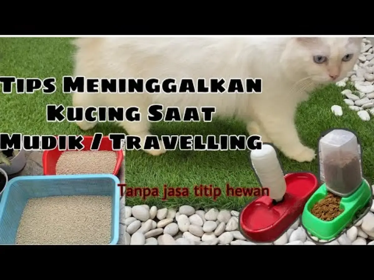 7 Tips Supaya Si Meong Tetap Bahagia Saat Kamu Jalan-Jalan atau Mudik, Cara Ampuh untuk Menjaga Kucing di Rumah dalam Kondisi Nyaman dan Aman! (Sumber : Tangkap Layar Youtube  Sindy Tristanti)