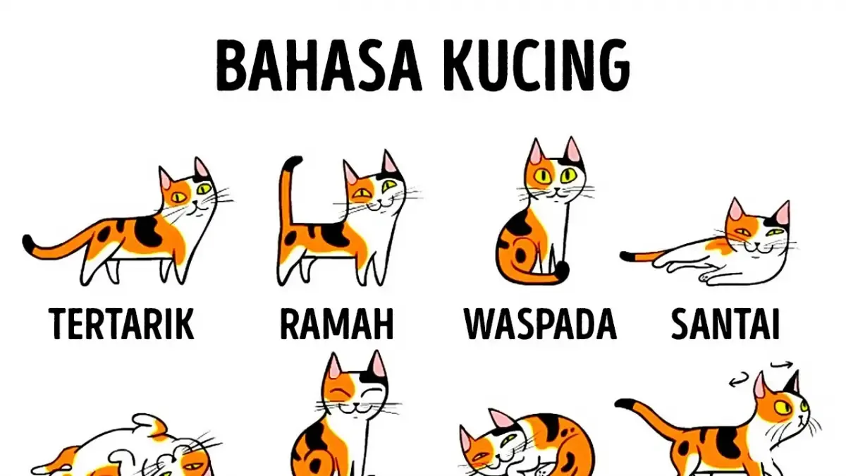 Cara Memahami Kucing dengan Lebih Baik, Tips dan Trik untuk Membaca Bahasa Tubuh dan Perilaku Kucing, Biar Kamu Lebih Akrab dengan Anabul Kesayangan (Sumber : Tangkap Layar Youtube SISI TERANG)
