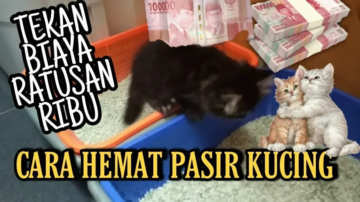 Pasir Kucing Mahal ? Berikut Cara Menghemat Pasir Kucing, Hanya Pakai Alat Sederhana ini. Kamu Bisa Hemat Ratusan Ribu (Sumber : Tangkap Layar Youtube kucing krucil channel)