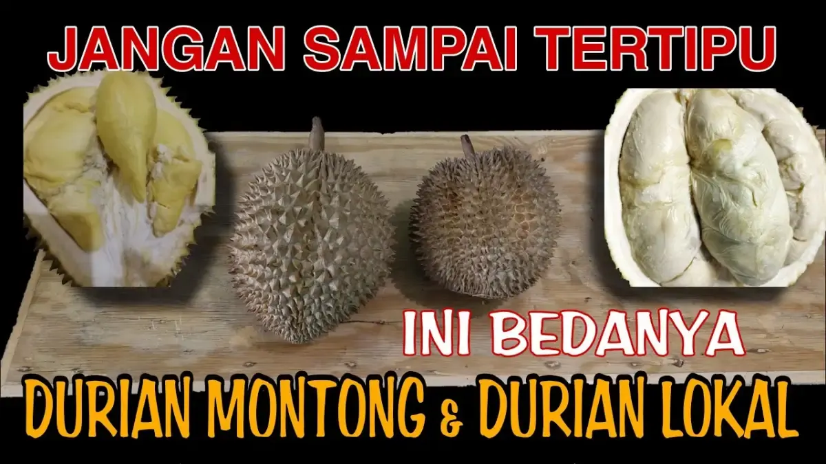 Jangan Sampai Tertipu! Ini Cara Membedakan Durian Montong dengan Durian Lokal, Auto Bikin Penjual Durian Jadi Kaget! (Sumber : Tangkap Layar Youtube  Raka Durian)