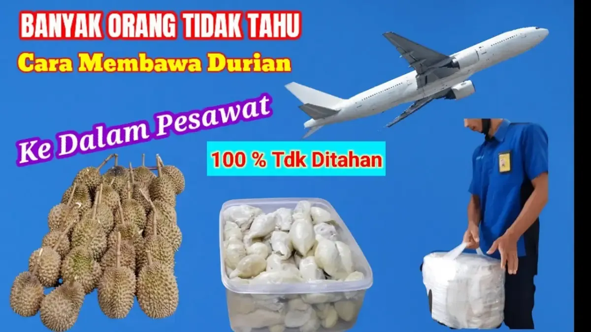 Cara Bawa Durian di Dalam Pesawat, Banyak Orang yang Nggak Tahu, 100 Persen Berhasil dan Tidak Ketahan di Bandara (Sumber : Tangkap Layar Youtube Media Tani Khatulistiwa)