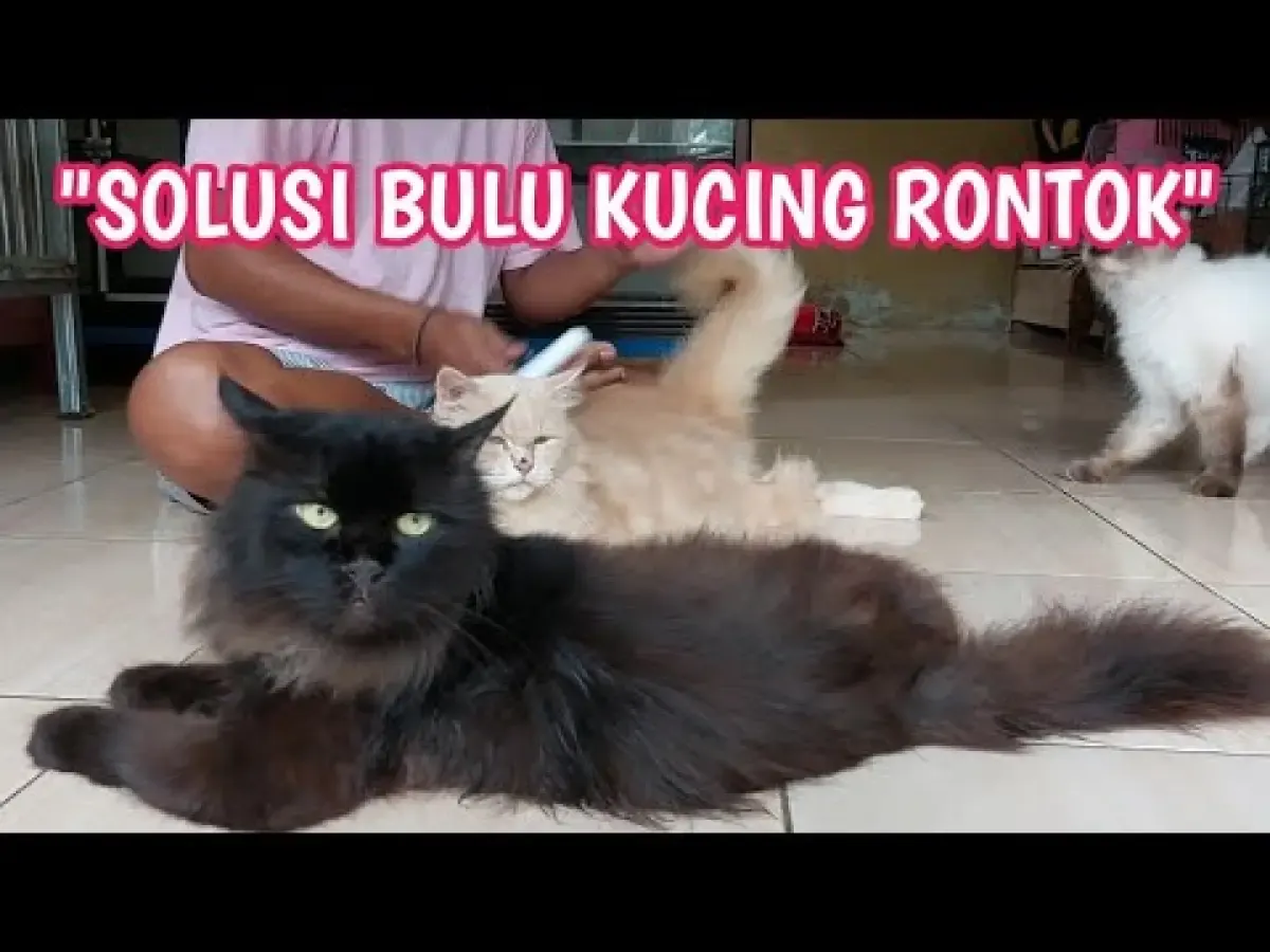 Bulu Kucing Rontok? Kenali Penyebabnya dan Bagaimana Cara Mengatasinya, Wajib tahu agar Kucing Tetap Sehat (Sumber : Tangkap Layar Youtube Suka Kucing)