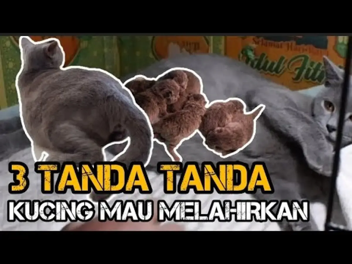 5 Tanda ini Biasanya Muncul Sebelum Kucing Melahirkan, Penting Buat Kamu Tahu agar Paham Cara Menanganinya, Tanda Nomor 2 Paling Sering Kelihatan (Sumber : Tangkap Layar Youtube ALENCR)