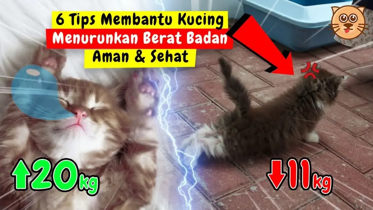 5 Tips Membantu Kucing Menurunkan Berat Badan, Caranya Aman dan Bikin Sehat, Jangan Remehkan Kegemukan Kucing! (Sumber : Tangkap Layar Youtube puspusmiaw)