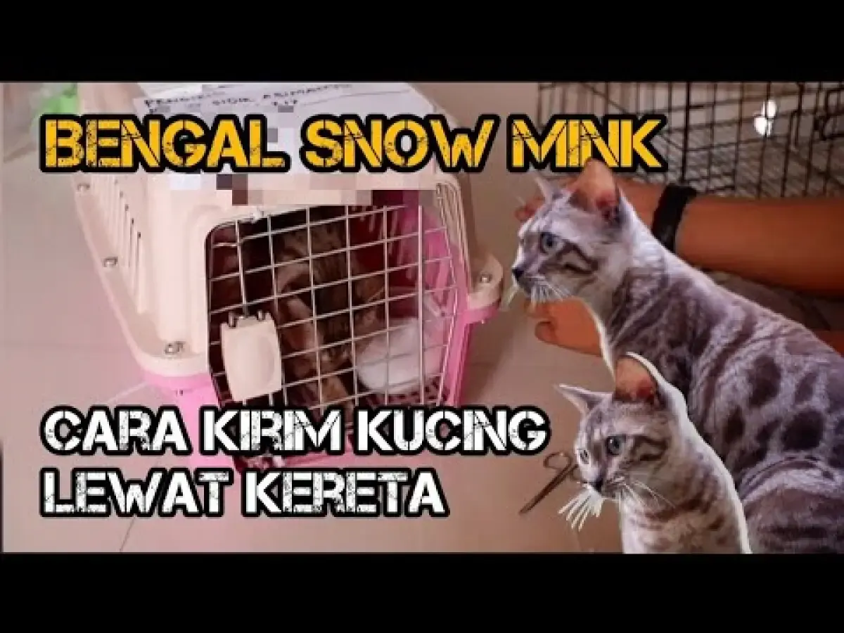 7 Tips Mengirim Kucing yang Harus Kamu Lakukan, Nomor 7 Kadang Lupa Dilakukan, Jangan Sampai Nggak Baca! (Sumber : Tangkap Layar Youtube ALENCR)