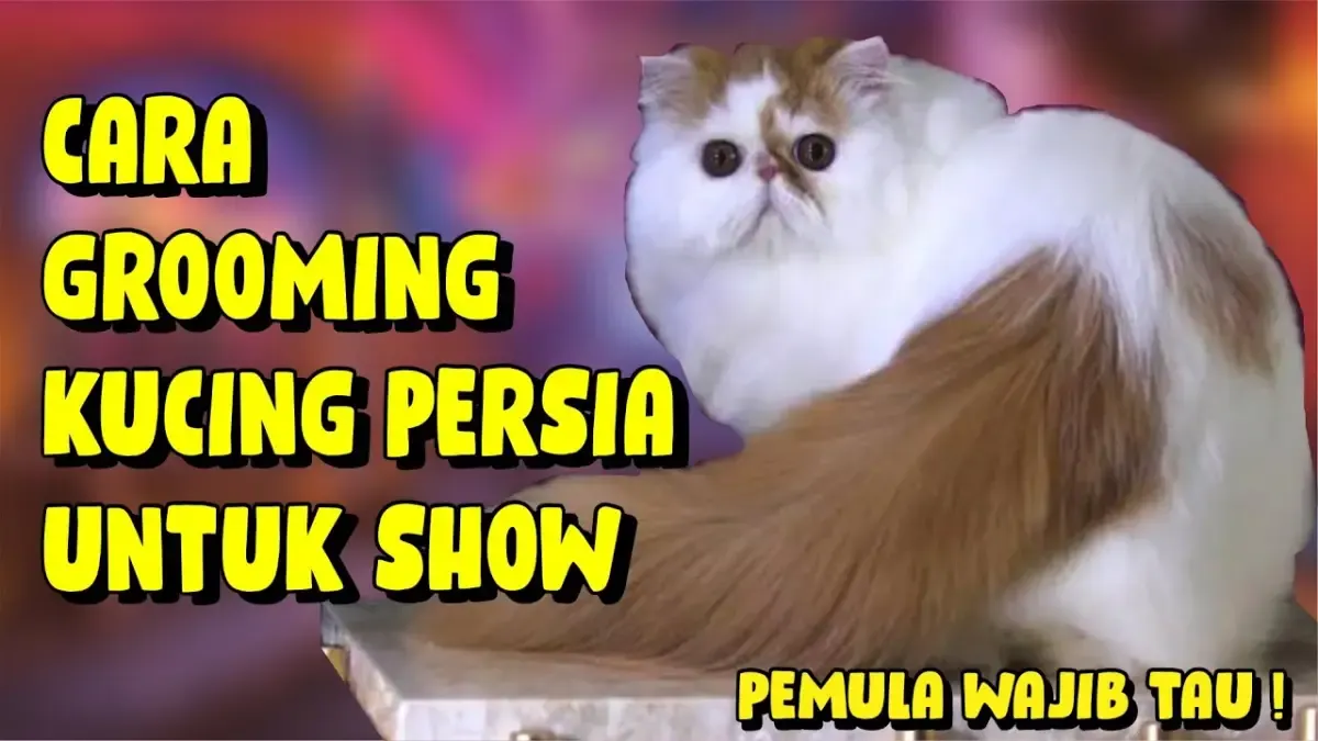 5 Tips Grooming Kucing Persia Untuk Show yang Wajib Kamu Lakukan, Nomor 4 Kadang Sering Kelupaan!(Sumber : Tangkap Layar Youtube Cat Project Solo)