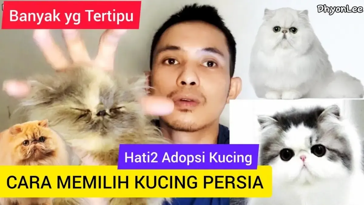 5 Tips Memilih Kucing Persia yang Benar, Hati-hati Kalau Kamu Mau Adopsi, Sudah Banyak yang Ketipu dan Menyesal! (Sumber : Tangkap Layar Youtube DhyonLee)