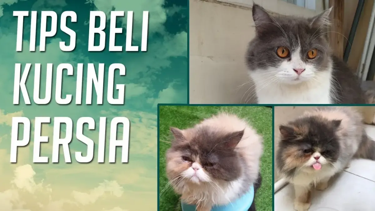 5 Tips Membeli Kucing Persia, Wajib Baca Sebelum Beli, Supaya Bisa Dapat Kucing Persia Sehat (Sumber : Tangkap Layar Youtube Kucing Cemara)