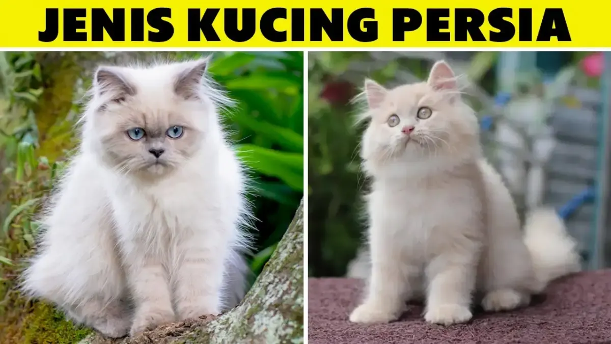 4 Jenis Kucing Persia yang Bisa Kamu Pelihara, Kenali Ciri Fisiknya agar Tidak Salah Beli (Sumber : Tangkap Layar Youtube Kucing Meong)