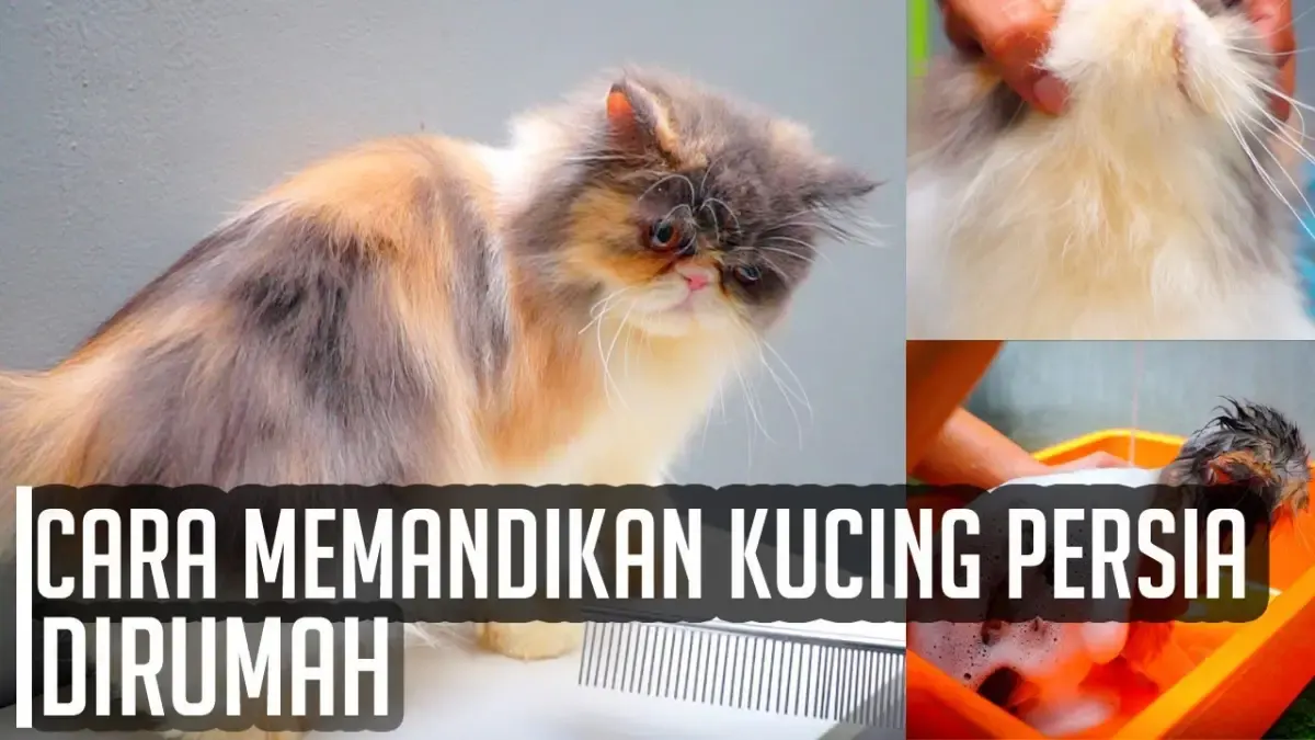 7 Tips Memandikan Kucing Persia dengan Mudah, Bisa Kamu Lakukan Sendiri di Rumah, No Repot dan Biaya Mahal (Sumber : Tangkap Layar Youtube Kucing Cemara)