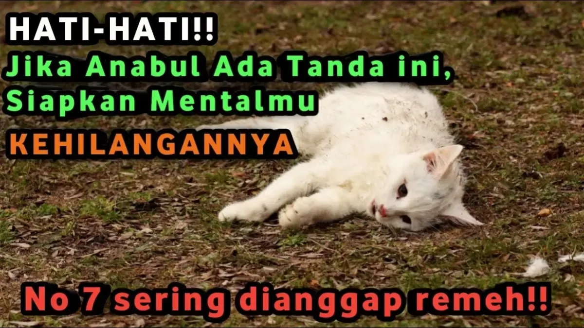 5 Tanda Kucing akan Mati, Hati-hati kalau Anabul ada Tanda ini, Siapkan Mental Kamu! (Sumber : Tangkap Layar Youtube Growing Islam)