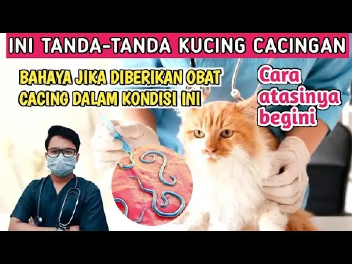 5 Tanda Kucing Cacingan, Waspada Kalau Ada Tanda ini di Anabul Kamu, Segera Lakukan Tindakan ini! (Sumber : Tangkap Layar Youtube Dokter Mirza Official)