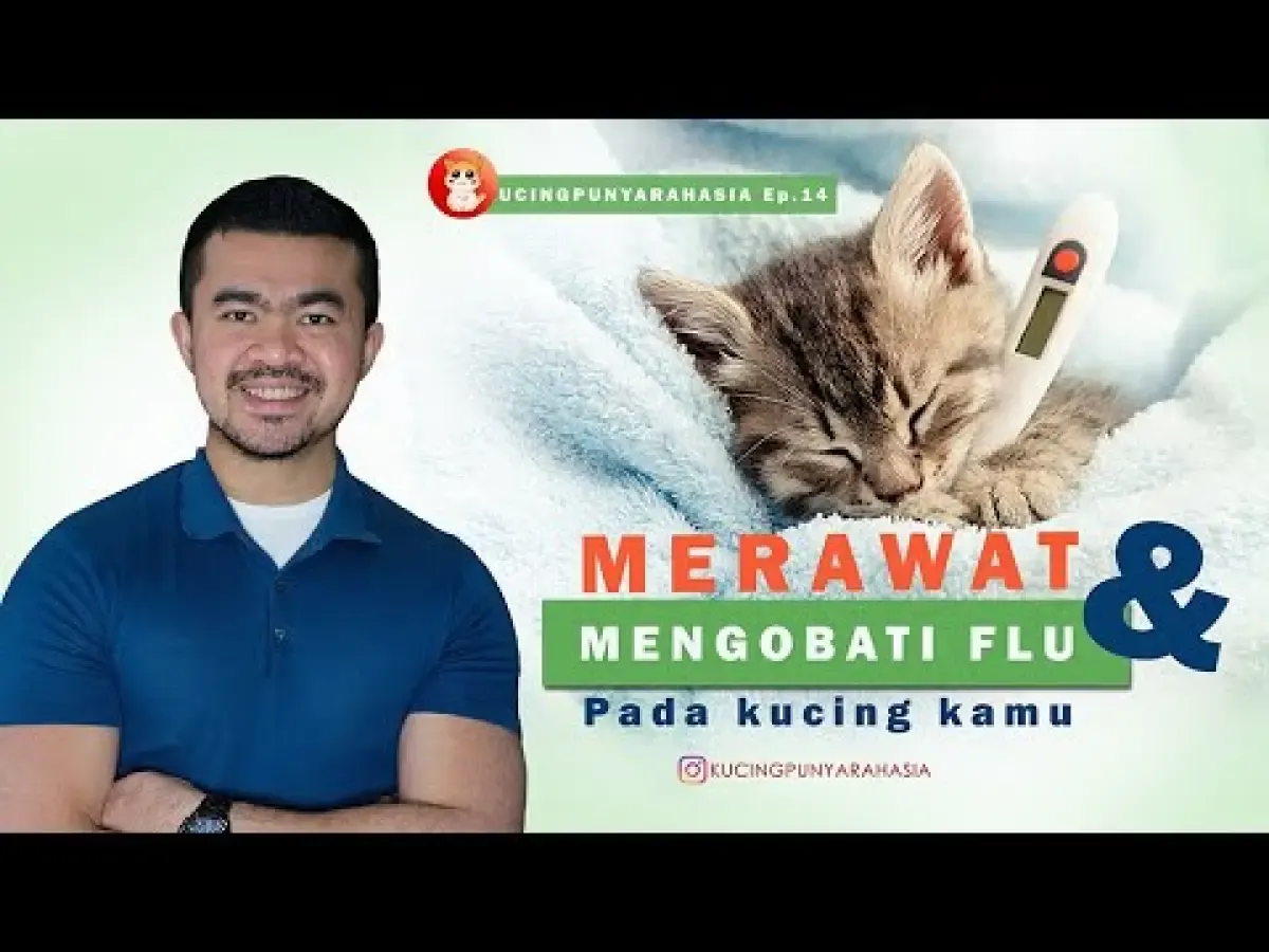 Mengobati Kucing Flu, Cuman Dikasih Minuman Rumahan ini, Dijamin Sembuh! (Sumber : Tangkap Layar Youtube Kucing Punya Rahasia)