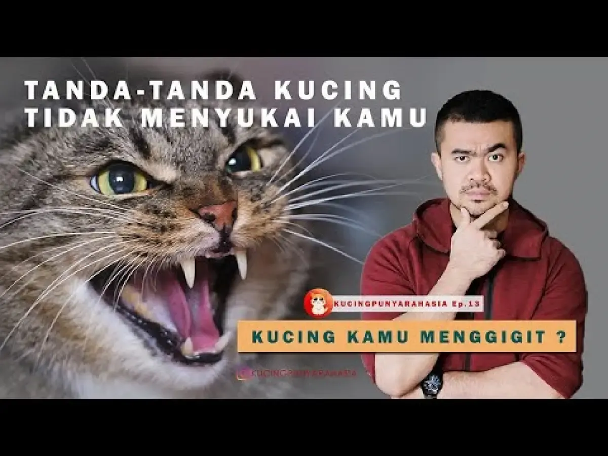 5 Tanda ini Menunjukkan Kalau Kucing Tidak Suka dengan Kamu, Berhati-hatilah Kalau Ada Tanda ini, Bisa Bahaya! (Sumber : Tangkap Layar Youtube Kucing Punya Rahasia)