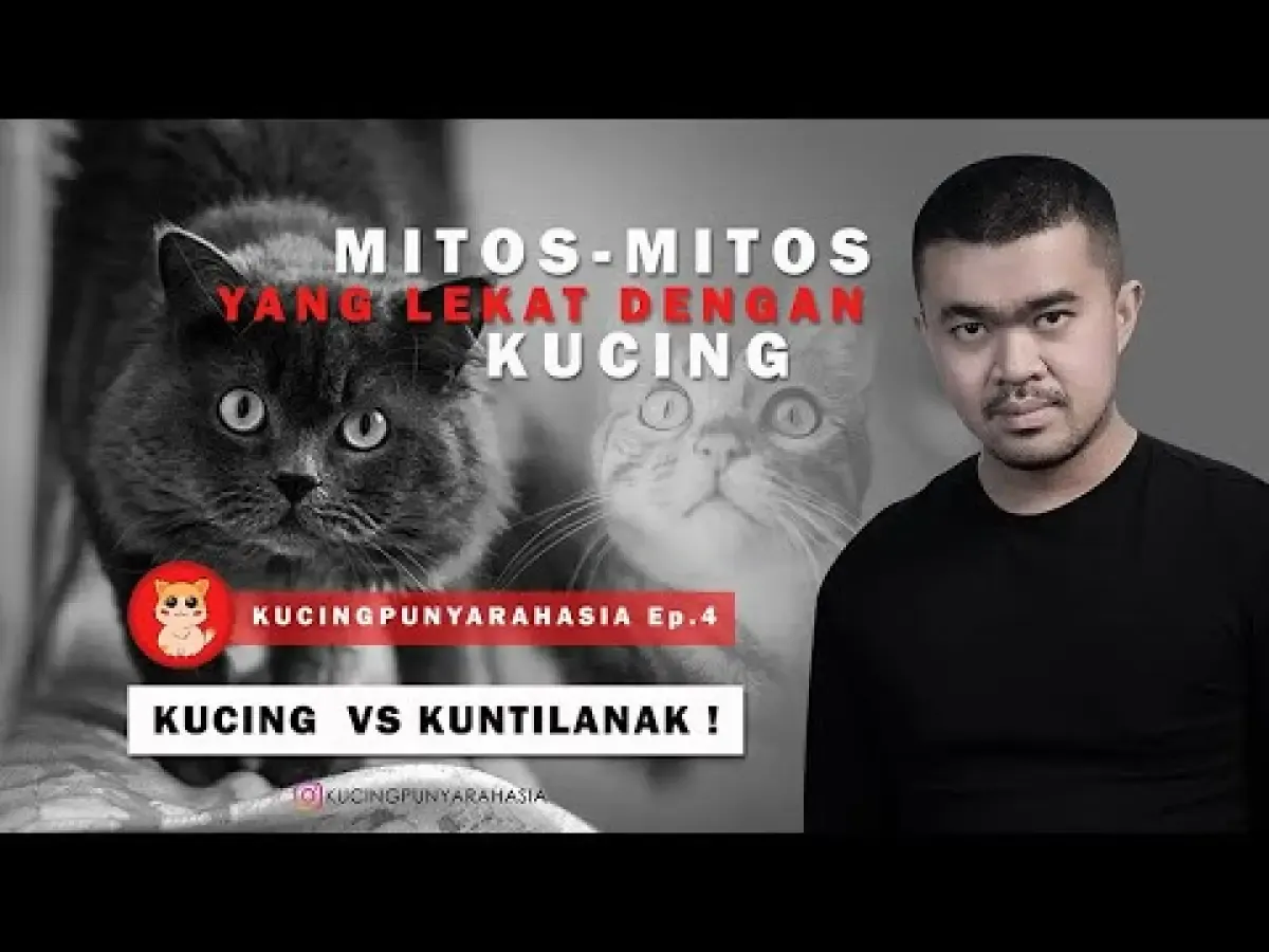 5 Mitos Kucing yang Bikin Bulu Kuduk Merinding, Nomor 4 Serem Banget! Kamu Pasti Pernah Lihat! (Sumber : Tangkap Layar Youtube Kucing Punya Rahasia)