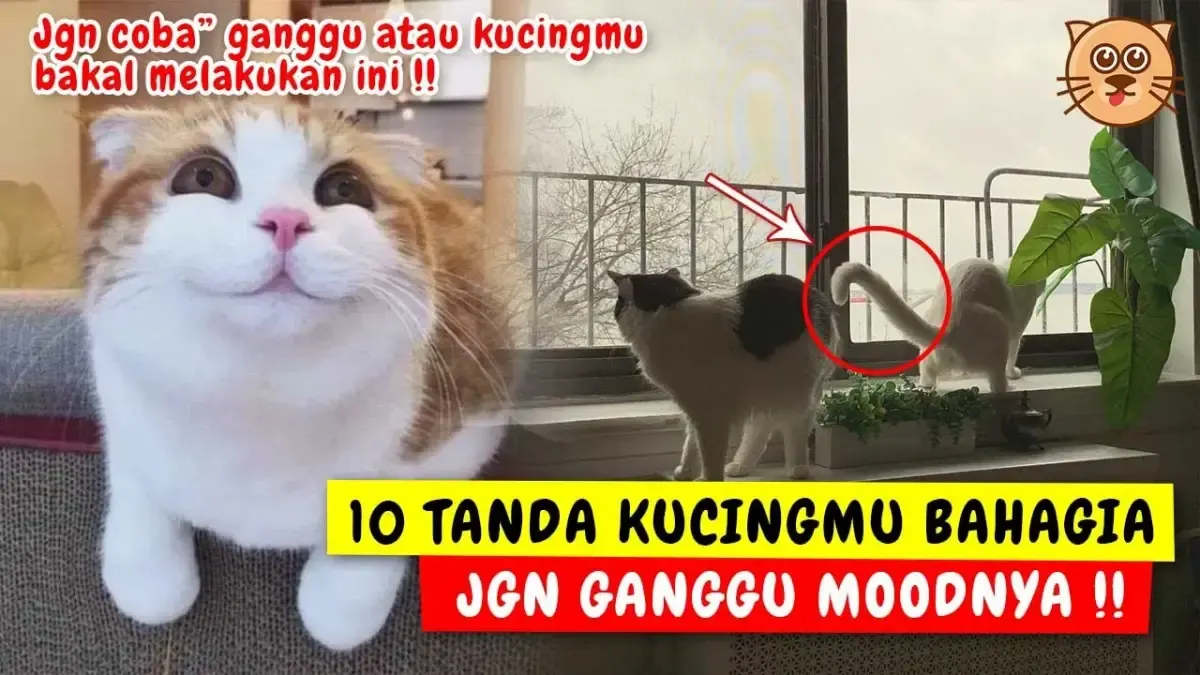 10 Tanda Kucing bahagia yang Bisa Kamu Lihat,  Nomor 8 Paling Sering Keliatan dan Kamu Pasti Tahu! (Sumber : Tangkap Layar Youtube puspusmiaw)