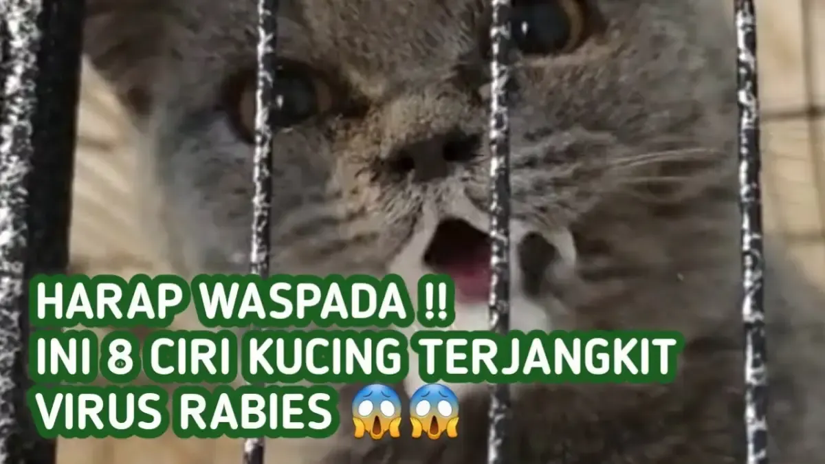 8 Tanda Kucing Kamu Terkena Rabies, Kalau Ada Tanda Nomor 8 Sudah Tidak Bisa Diselamatkan Lagi! (Sumber : Tangkap Layar Youtube Sikplus)
