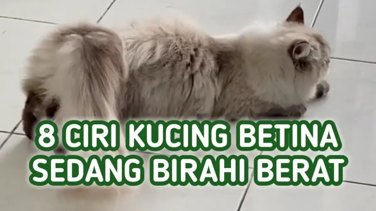 8 Ciri Kucing Betina sedang Birahi, Nomor 8 Paling Sering Dilakukan Kucing Pas Birahi Tinggi (Sumber : Tangkap Layar Youtube Sikplus)