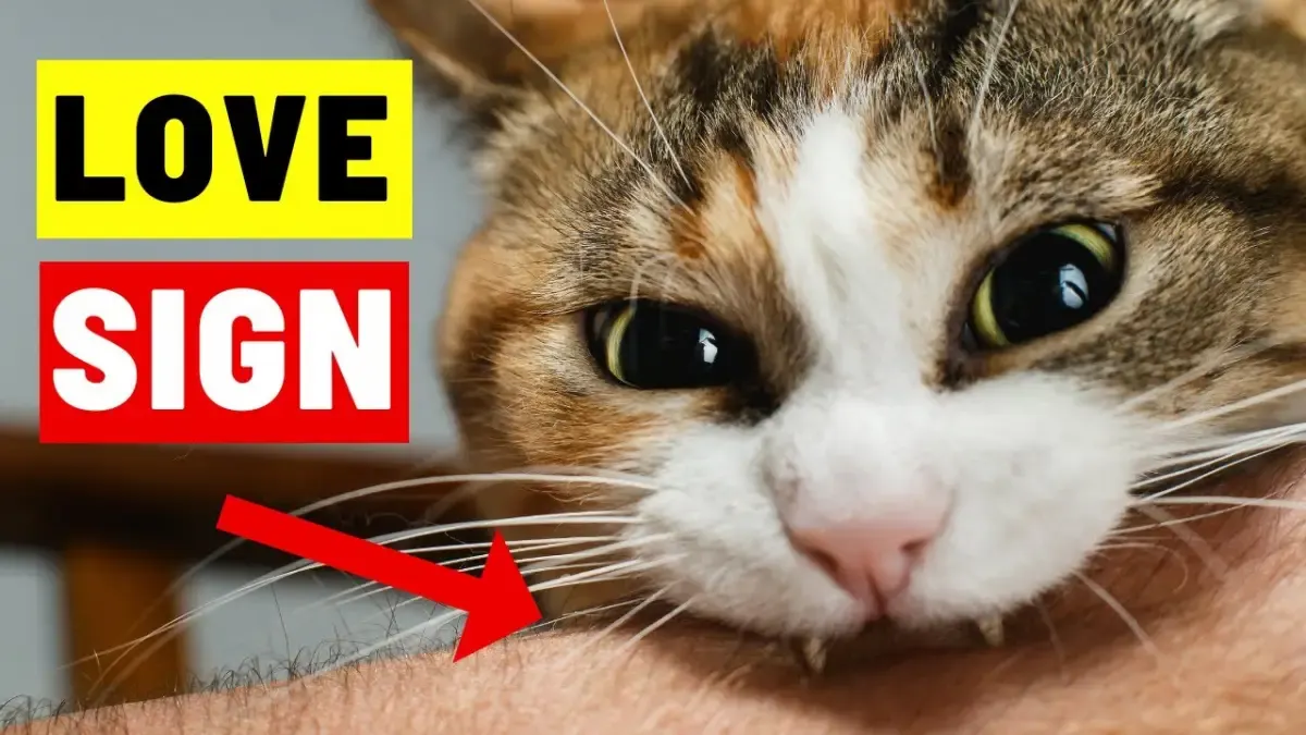 14 Tanda Kucing Kamu Menganggap Kamu Tidak Hanya Sebagai Favoritnya, Tetapi Juga Sebagai Orang Tua Mereka (Sumber : Tangkap Layar Youtube Feline Fanatics)