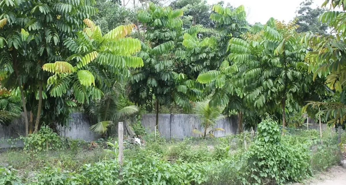 Pohon Matoa. (Sumber: Wikimedia)