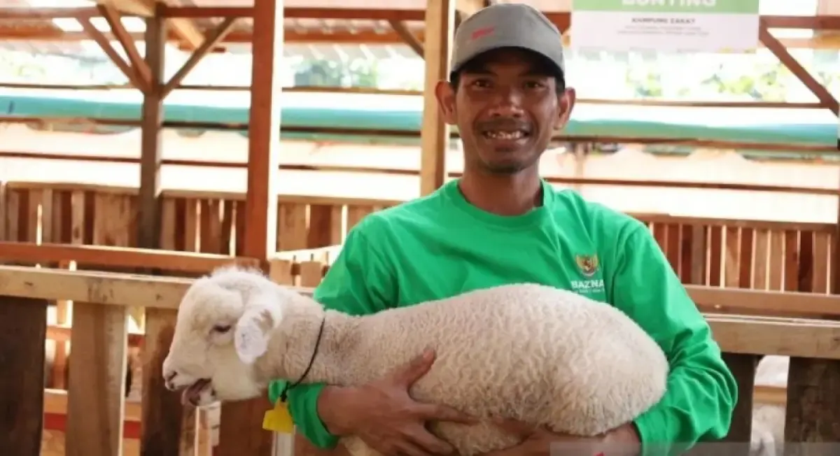 Salah satu mustahik binaan Badan Amil Zakat Nasional yang menjadi peternak di Balai Ternak Baznas di Kabupaten Mojokerto, Jawa Timur, Selasa (29/4/2025). (Sumber: Antara)