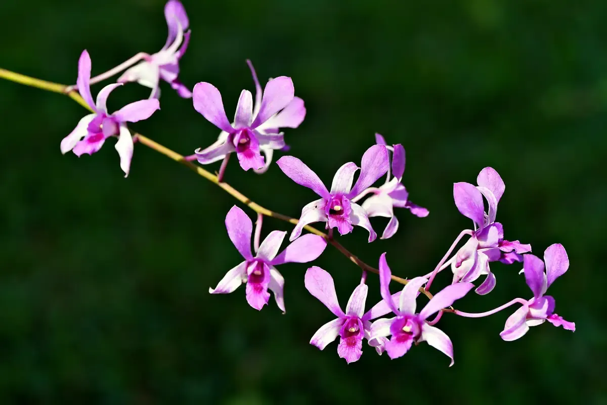 Jangan Ulangi! Kesalahan Menanam Anggrek yang Sering Terjadi di Rumah (Sumber : PIXABAY / ignartonosbg)