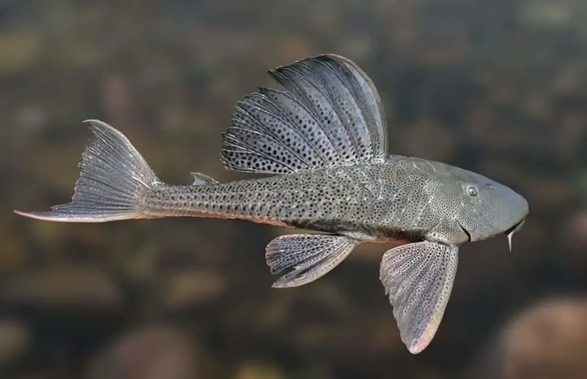 Mengapa Ikan Sapu-Sapu Menjadi Ancaman bagi Ekosistem Perairan? (Sumber : pinterest / Pesca Gerais)