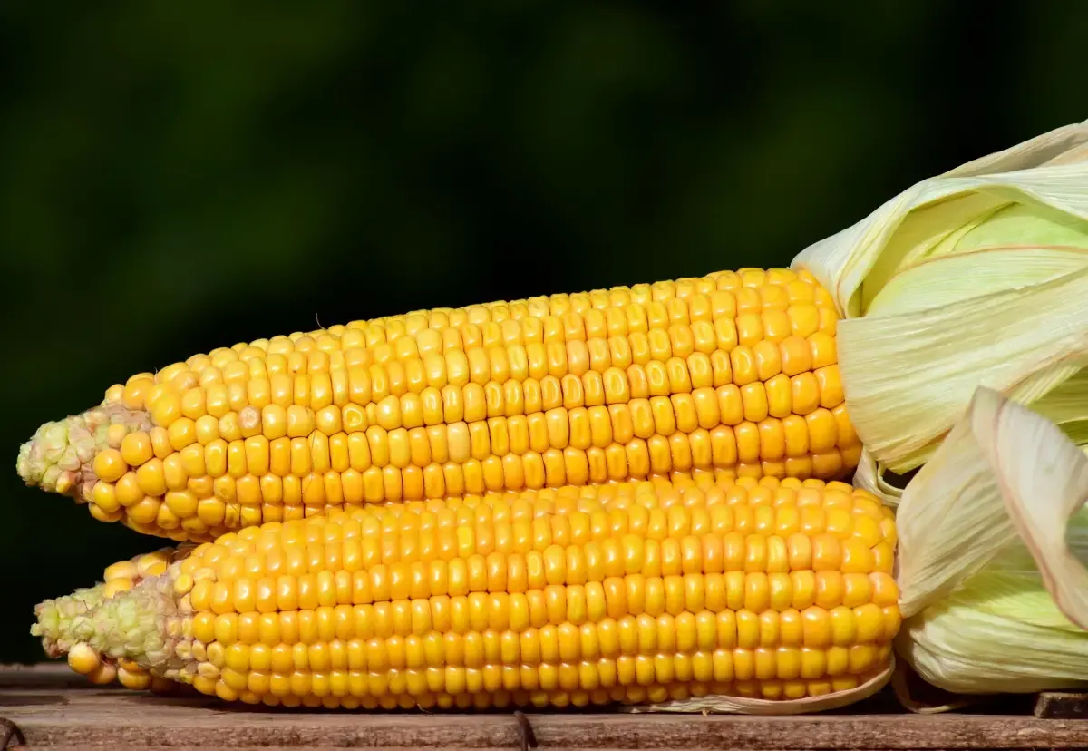 ilustrasi Cara Memilih dan Menyimpan Jagung Mentah Agar Segar dan Tahan Lama (Sumber : PIXABAY / ulleo)