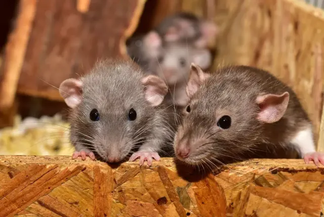 Apa itu Leptospirosis, Penyebab, dan Bahayanya bagi Manusia
