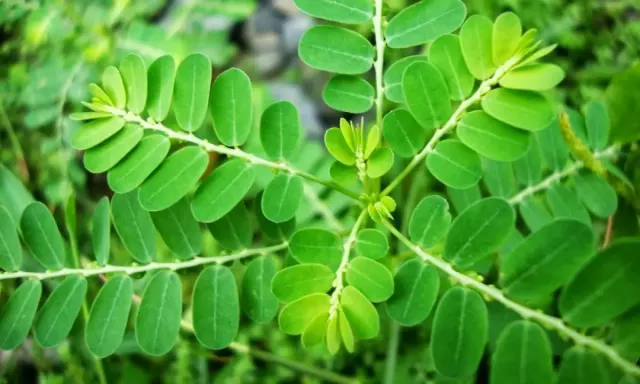 Segudang Manfaat Daun Saga Sebagai Obat Tradisional, Apa saja ya ?