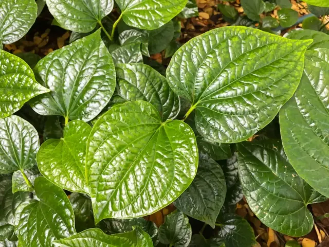 Mitos atau Fakta, Daun Sirih Bisa Redakan Hidung Mimisan?